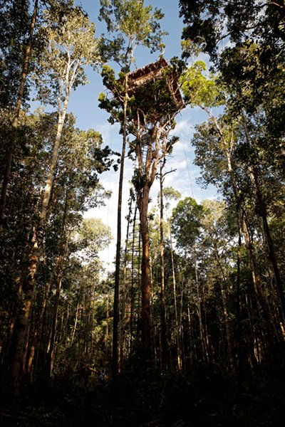 Super-high Korowai treehouse. Credit: AndamanSE, iStock